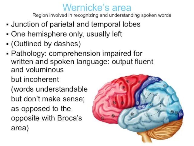 Wernicke’s area Junction of parietal and temporal lobes One hemisphere only, usually