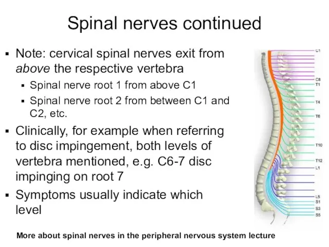 Spinal nerves continued Note: cervical spinal nerves exit from above the respective