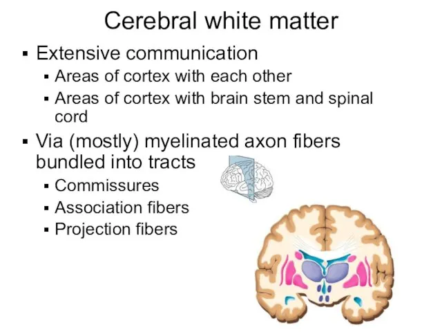 Cerebral white matter Extensive communication Areas of cortex with each other Areas