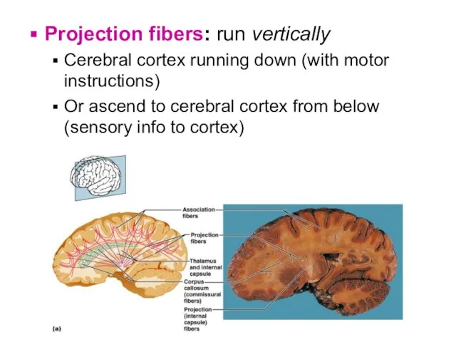 Projection fibers: run vertically Cerebral cortex running down (with motor instructions) Or