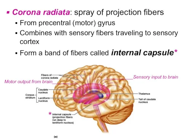 Corona radiata: spray of projection fibers From precentral (motor) gyrus Combines with