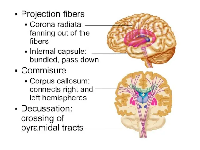 Projection fibers Corona radiata: fanning out of the fibers Internal capsule: bundled,