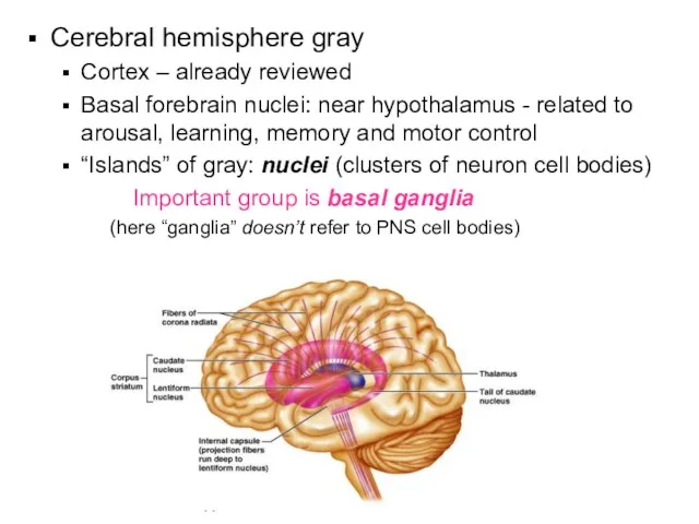 Cerebral hemisphere gray Cortex – already reviewed Basal forebrain nuclei: near hypothalamus