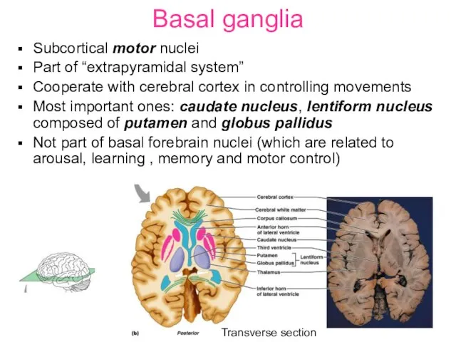 Basal ganglia Subcortical motor nuclei Part of “extrapyramidal system” Cooperate with cerebral