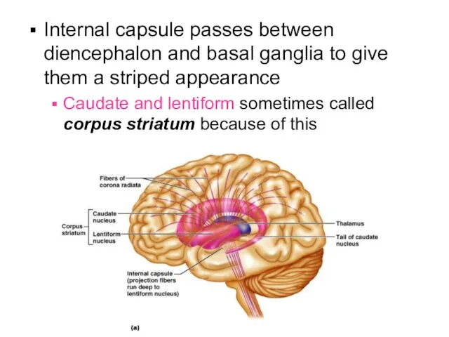 Internal capsule passes between diencephalon and basal ganglia to give them a