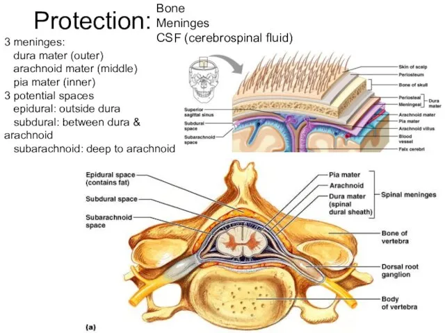 Protection: Bone Meninges CSF (cerebrospinal fluid) 3 meninges: dura mater (outer) arachnoid