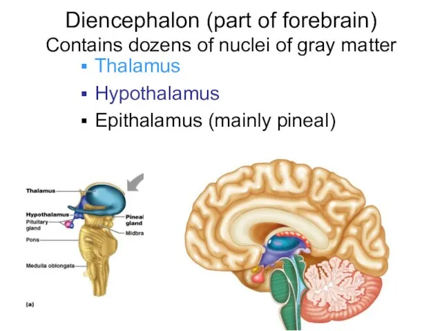 Diencephalon (part of forebrain) Contains dozens of nuclei of gray matter Thalamus Hypothalamus Epithalamus (mainly pineal)