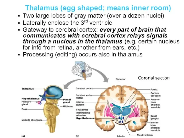 Thalamus (egg shaped; means inner room) Two large lobes of gray matter