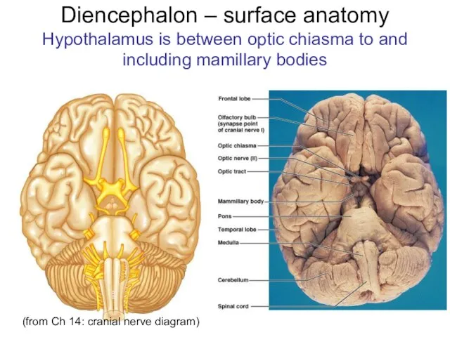 Diencephalon – surface anatomy Hypothalamus is between optic chiasma to and including