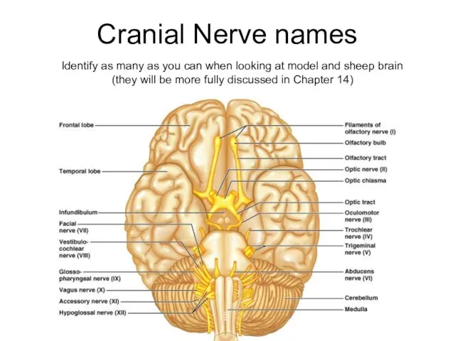 Cranial Nerve names Identify as many as you can when looking at