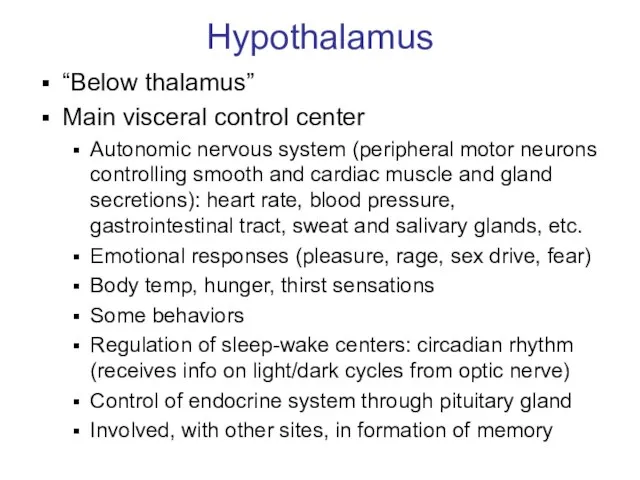 Hypothalamus “Below thalamus” Main visceral control center Autonomic nervous system (peripheral motor