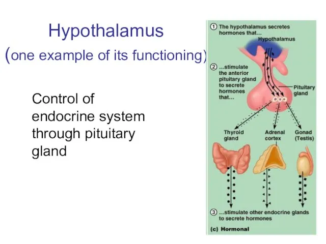 Hypothalamus (one example of its functioning) Control of endocrine system through pituitary gland