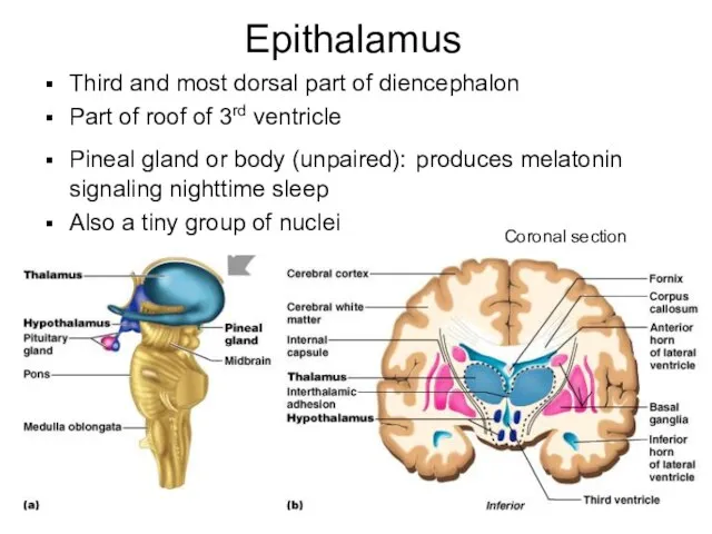 Epithalamus Third and most dorsal part of diencephalon Part of roof of