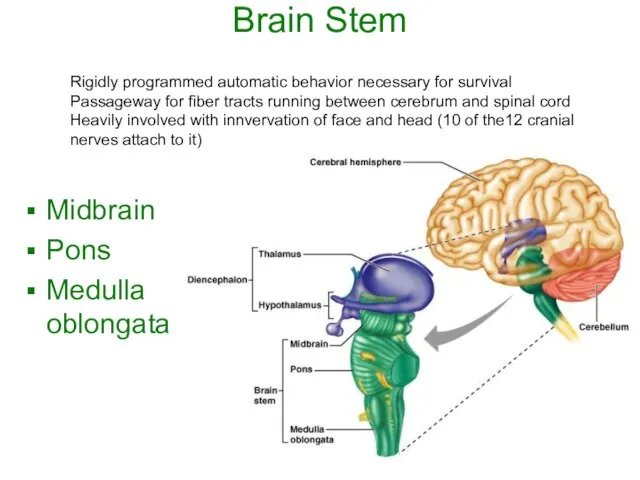 Brain Stem Midbrain Pons Medulla oblongata Rigidly programmed automatic behavior necessary for