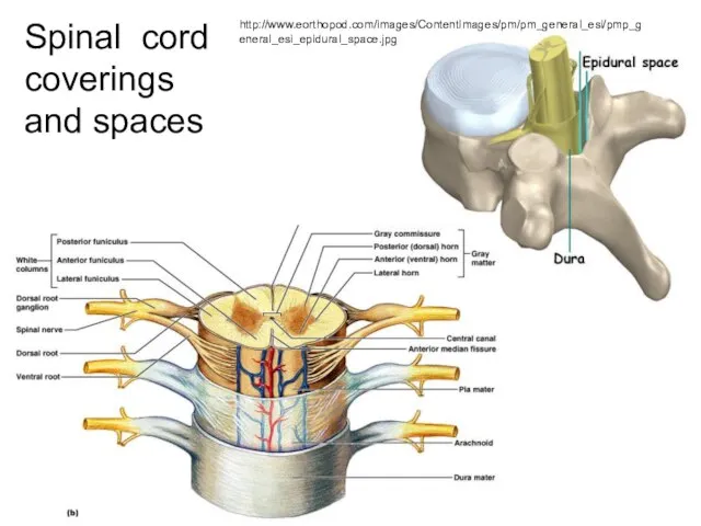 Dura mater Arachnoid mater Pia mater Spinal cord coverings and spaces http://www.eorthopod.com/images/ContentImages/pm/pm_general_esi/pmp_general_esi_epidural_space.jpg