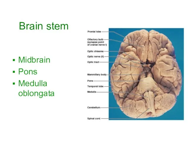 Brain stem Midbrain Pons Medulla oblongata