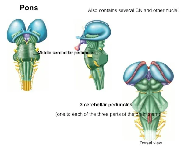 __Middle cerebellar peduncles_ Pons 3 cerebellar peduncles__ Also contains several CN and