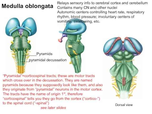 Medulla oblongata Relays sensory info to cerebral cortex and cerebellum Contains many