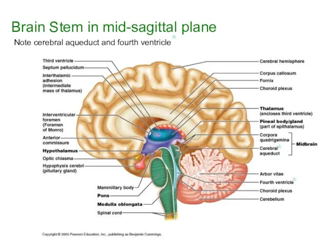 Brain Stem in mid-sagittal plane Note cerebral aqueduct and fourth ventricle* * *