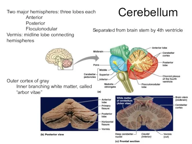 Cerebellum Two major hemispheres: three lobes each Anterior Posterior Floculonodular Vermis: midline