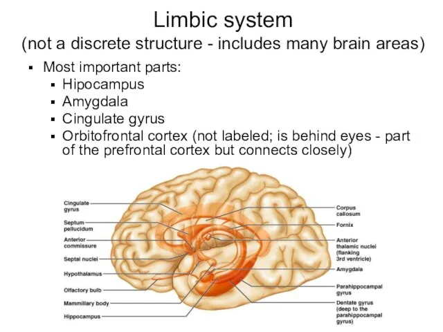 Limbic system (not a discrete structure - includes many brain areas) Most