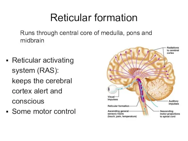 Reticular formation Runs through central core of medulla, pons and midbrain Reticular