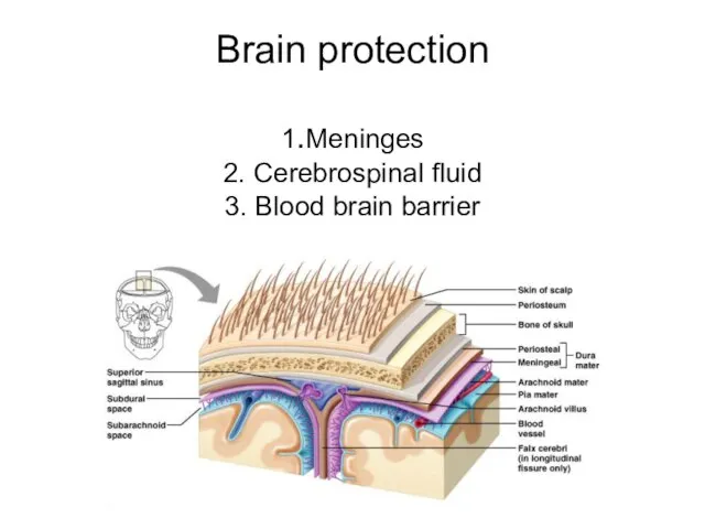 Brain protection 1.Meninges 2. Cerebrospinal fluid 3. Blood brain barrier