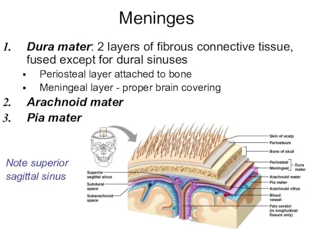 Meninges Dura mater: 2 layers of fibrous connective tissue, fused except for