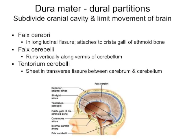 Dura mater - dural partitions Subdivide cranial cavity & limit movement of