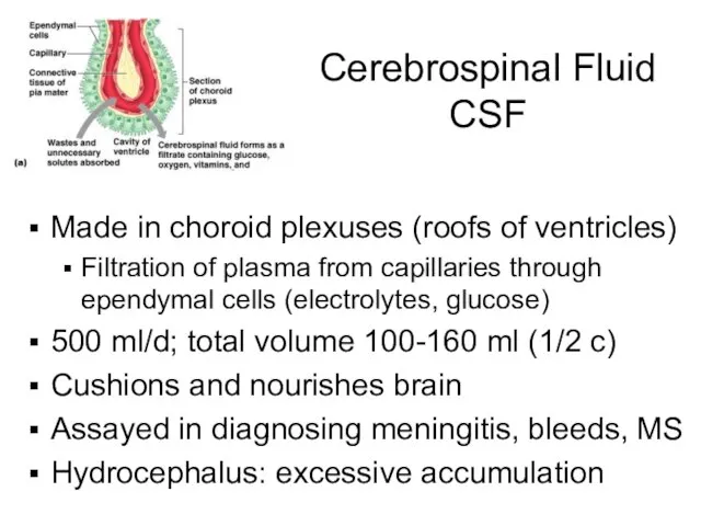 Cerebrospinal Fluid CSF Made in choroid plexuses (roofs of ventricles) Filtration of