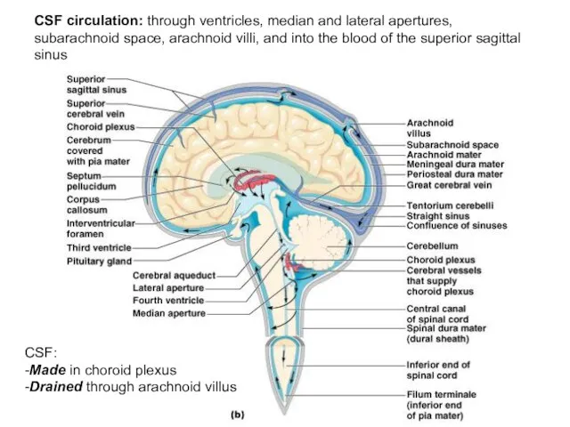 CSF circulation: through ventricles, median and lateral apertures, subarachnoid space, arachnoid villi,