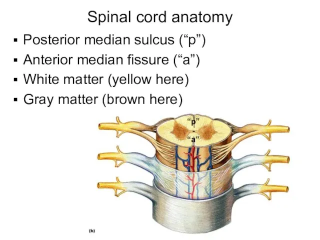 Spinal cord anatomy Posterior median sulcus (“p”) Anterior median fissure (“a”) White