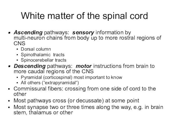 White matter of the spinal cord Ascending pathways: sensory information by multi-neuron