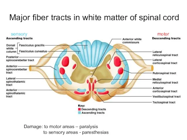 Major fiber tracts in white matter of spinal cord Damage: to motor