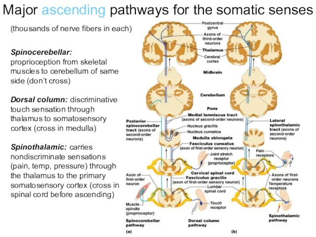Major ascending pathways for the somatic senses Spinocerebellar: proprioception from skeletal muscles