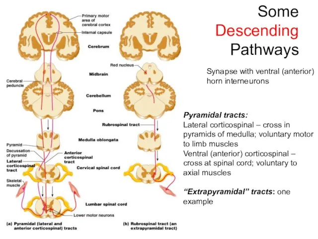 Some Descending Pathways Pyramidal tracts: Lateral corticospinal – cross in pyramids of