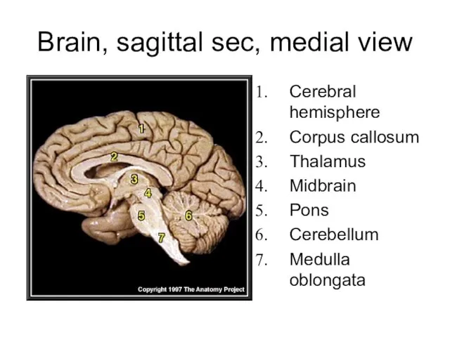 Brain, sagittal sec, medial view Cerebral hemisphere Corpus callosum Thalamus Midbrain Pons Cerebellum Medulla oblongata