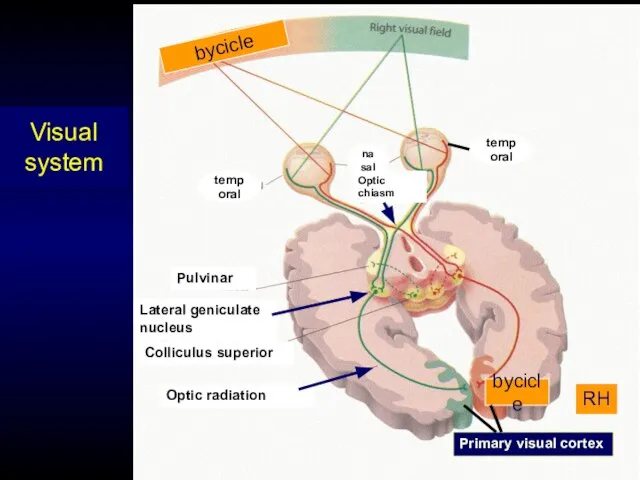 Visual system Optische radiatie Colliculus superior Lateral genuculate nucleus Pulvinar Primaire visuele