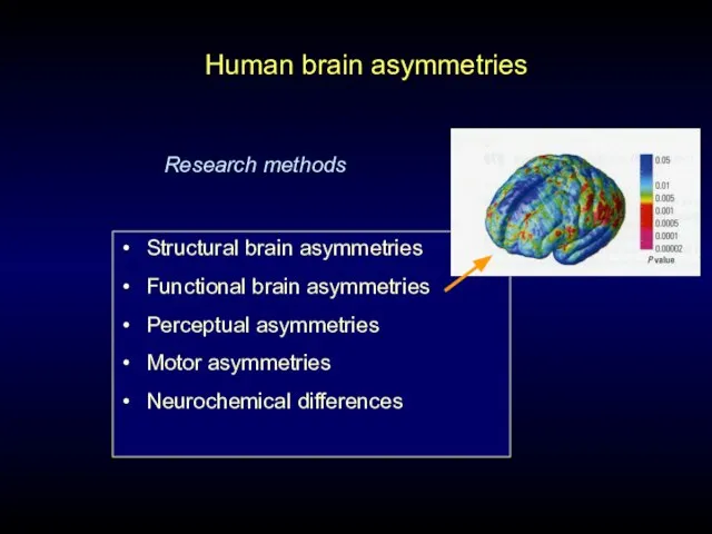 Human brain asymmetries Structural brain asymmetries Functional brain asymmetries Perceptual asymmetries Motor