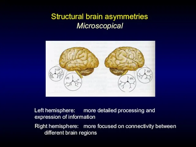 Structural brain asymmetries Microscopical Left hemisphere: more detailed processing and expression of