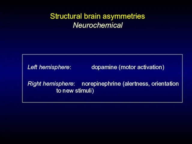 Left hemisphere: dopamine (motor activation) Right hemisphere: norepinephrine (alertness, orientation to new