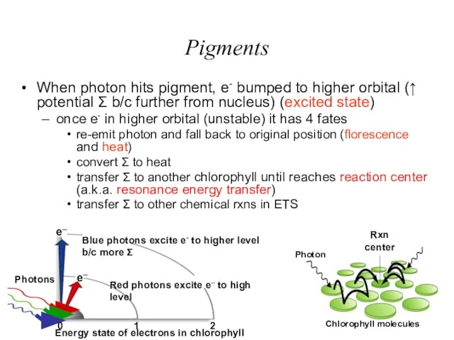 Pigments When photon hits pigment, e- bumped to higher orbital (↑ potential