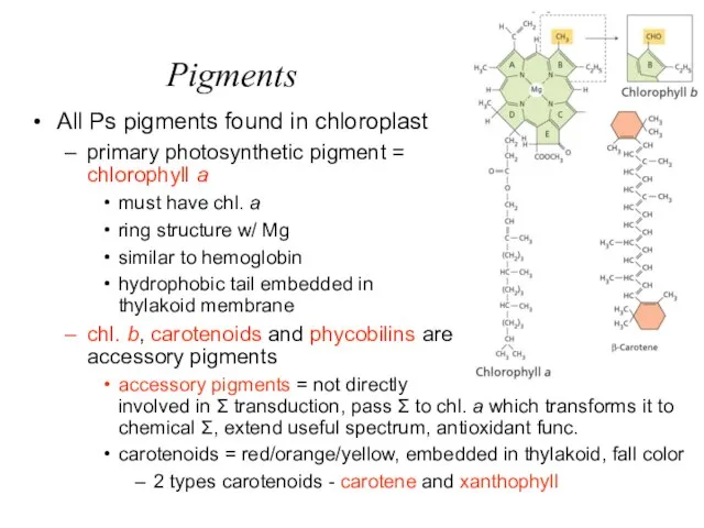 Pigments All Ps pigments found in chloroplast primary photosynthetic pigment = chlorophyll