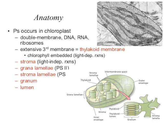 Anatomy Ps occurs in chloroplast double-membrane, DNA, RNA, ribosomes extensive 3rd membrane