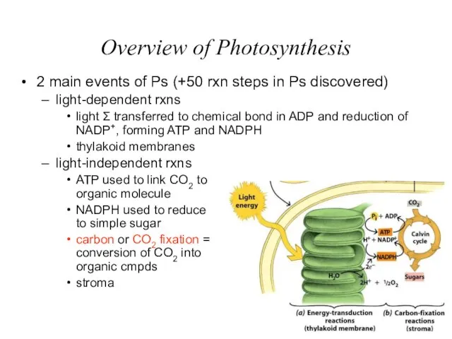 Overview of Photosynthesis 2 main events of Ps (+50 rxn steps in