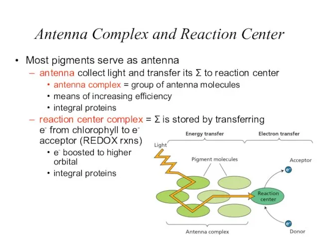 Antenna Complex and Reaction Center Most pigments serve as antenna antenna collect