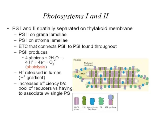 Photosystems I and II PS I and II spatially separated on thylakoid