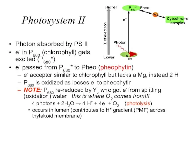 Photosystem II Photon absorbed by PS II e- in P680 (chlorophyll) gets