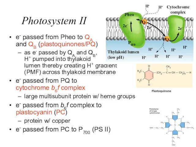 Photosystem II e- passed from Pheo to QA and QB (plastoquinones/PQ) as