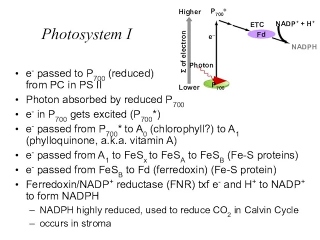 Photosystem I e- passed to P700 (reduced) from PC in PS II